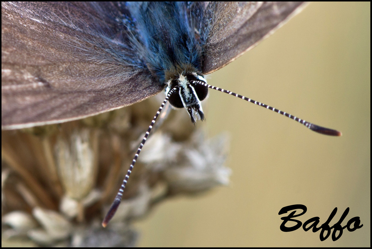 Ultimi svolazzamenti - Polyommatus (Lysandra) bellargus